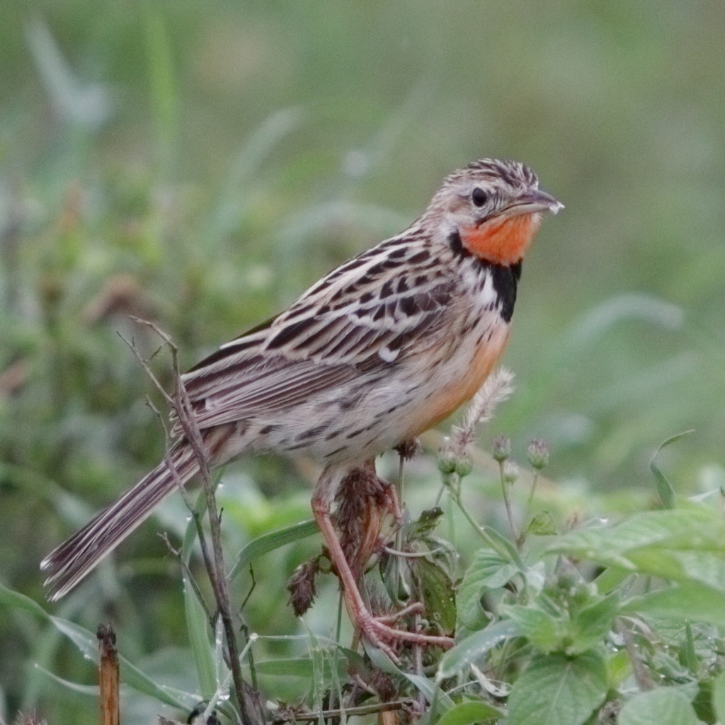 Rosy-Throated Longclaw