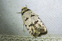 Scatochresis