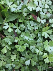 Hydrocotyle batrachium