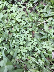 Hydrocotyle batrachium