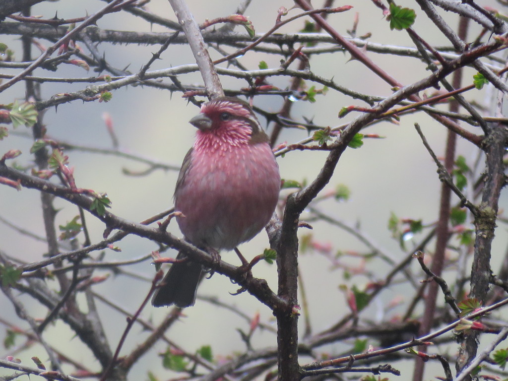 Himalayan White-Browed Rosefinch