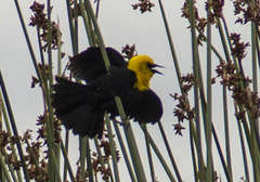 Chrysomus icterocephalus bogotensis