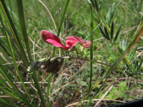 Image of Indigofera hedyantha by (c) James Deacon, some rights reserved (CC BY-SA)