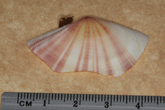 Tellinella virgata
