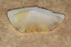 Tellinella virgata