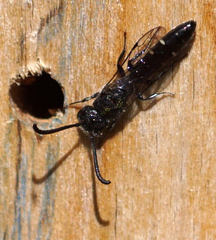 Sapyga quinquepunctata