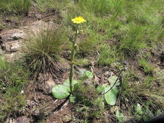 Berkheya rhapontica