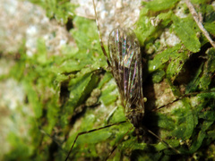 Amphineurus hudsoni