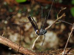 Pantopsalis cheliferoides