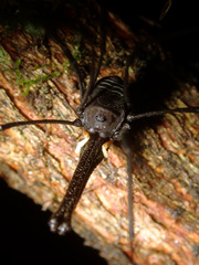 Pantopsalis cheliferoides