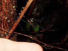 Pantopsalis cheliferoides