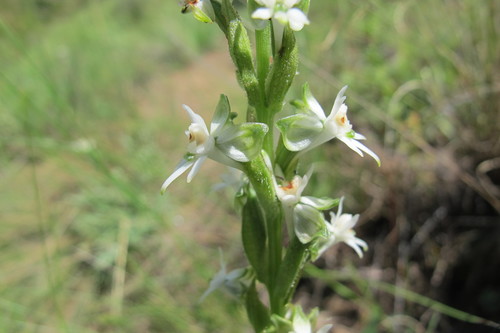 Image of Habenaria dives by (c) James Deacon, some rights reserved (CC BY-SA)
