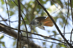 Terpsiphone viridis plumbeiceps