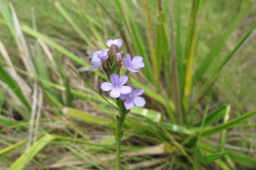 Buchnera simplex (Buchnera simplex)