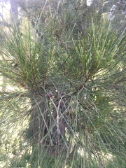 Allocasuarina torulosa