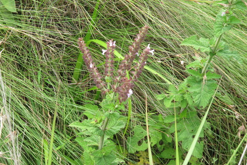 Salvia aurita, photograph 4