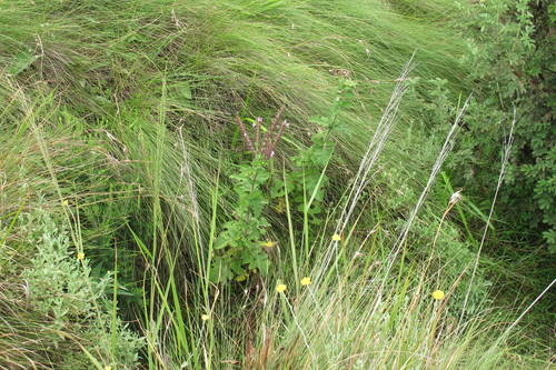Salvia aurita, photograph 5