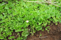 Diclis