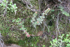 Crassula obovata