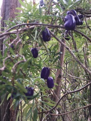 Billardiera longiflora