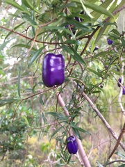 Billardiera longiflora