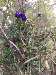 Billardiera longiflora