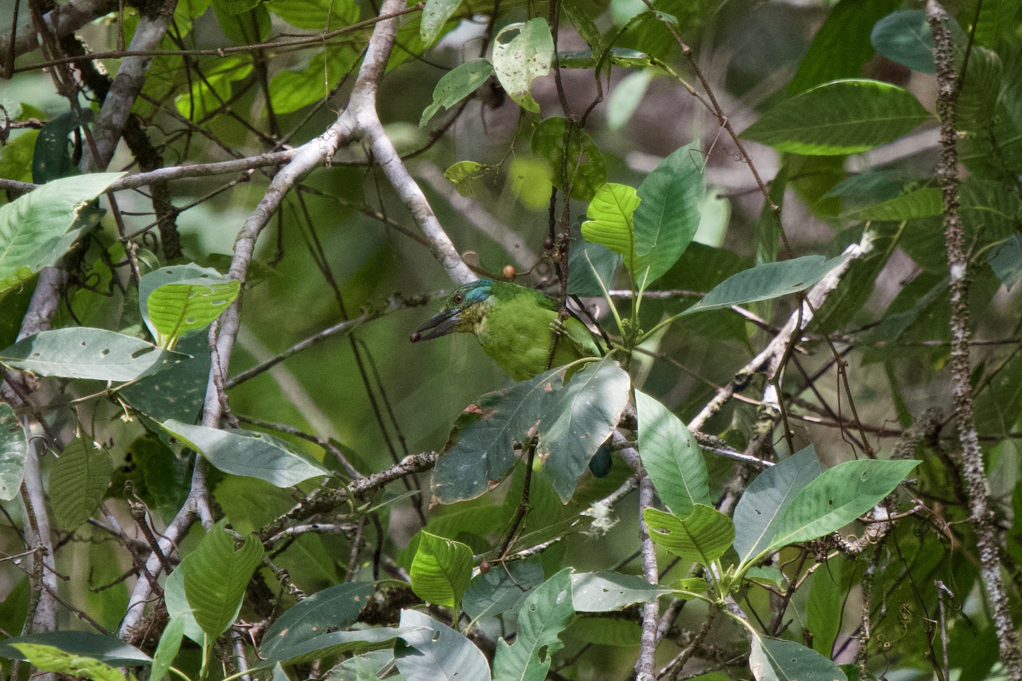 Mountain Barbet (Psilopogon monticola), photo 6