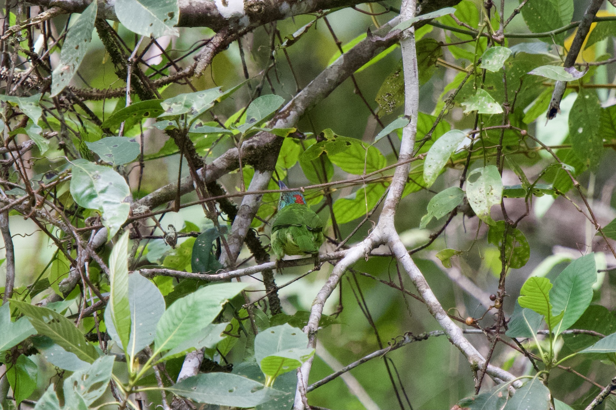 Mountain Barbet (Psilopogon monticola), photo 7
