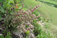 Crassula obovata