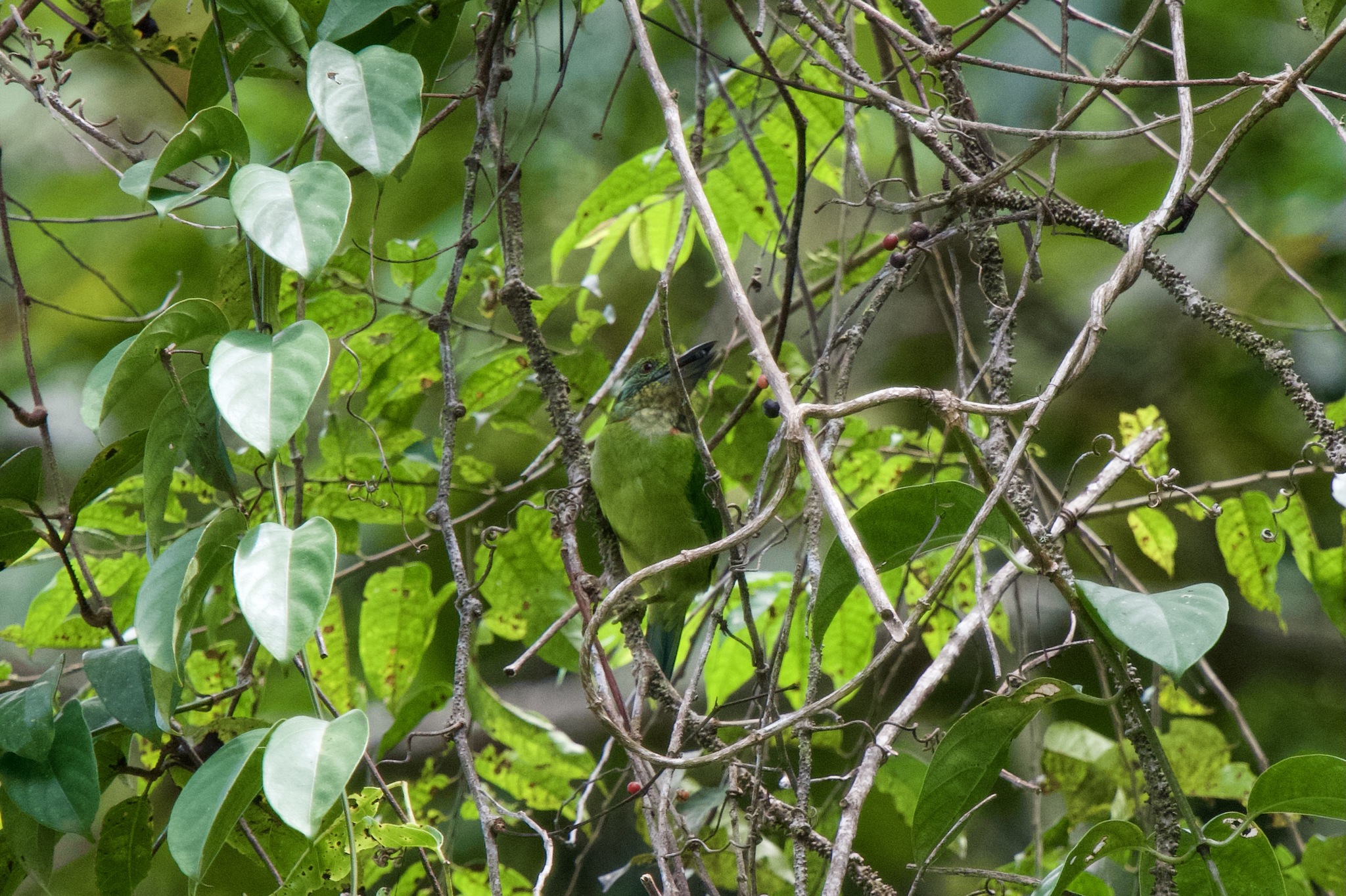 Mountain Barbet (Psilopogon monticola), photo 8