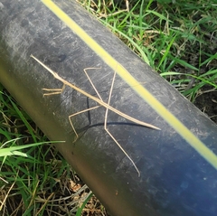 Schizocephala bicornis