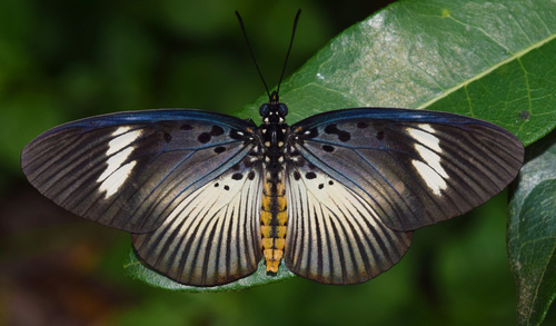 Pseudacraea eurytus