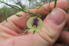 Psoralea oligophylla