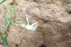Psoralea oligophylla