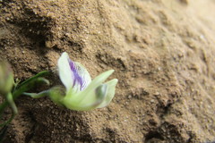 Psoralea oligophylla