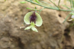 Psoralea oligophylla