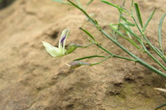 Psoralea oligophylla