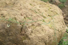 Psoralea oligophylla