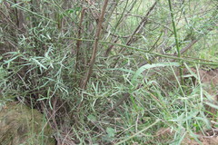 Psoralea oligophylla