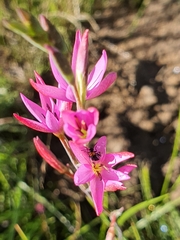 Hesperantha baurii