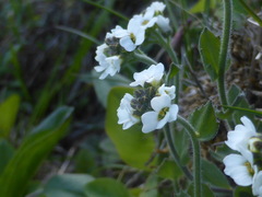Draba borealis