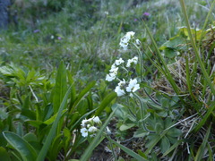 Draba borealis