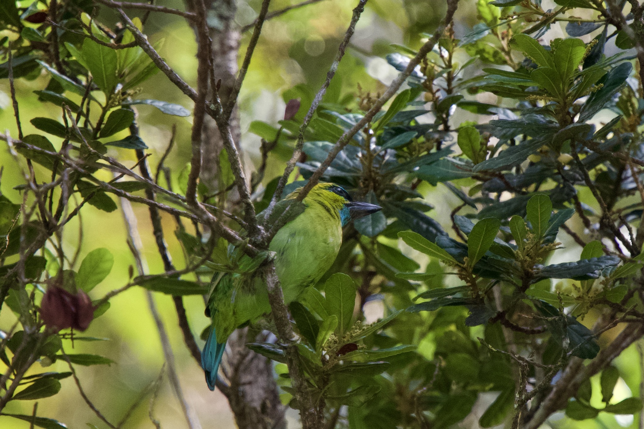 Golden-naped Barbet illustration