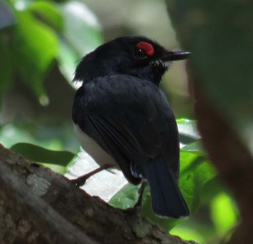 Black-throated Wattle-eye