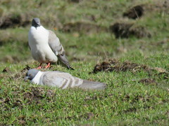 Columba leuconota