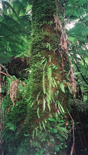 Adenophorus periens
