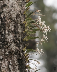 Bulbophyllum mysorense