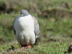Columba leuconota