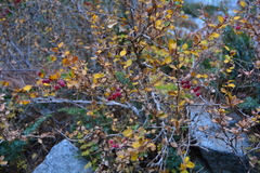 Berberis aetnensis