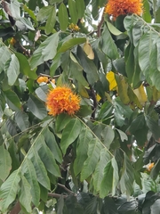Saraca